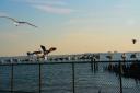 City Island gulls
